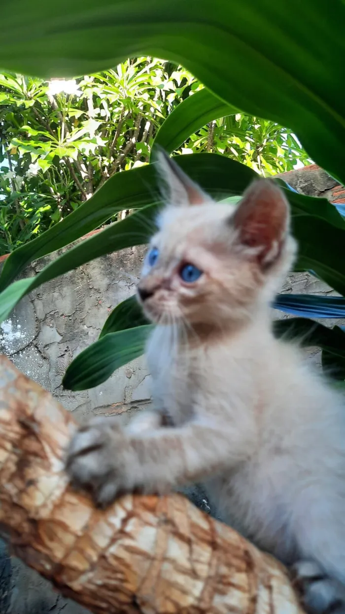 Gato raça SRD-ViraLata idade 2 a 6 meses nome gatinhos ?? 