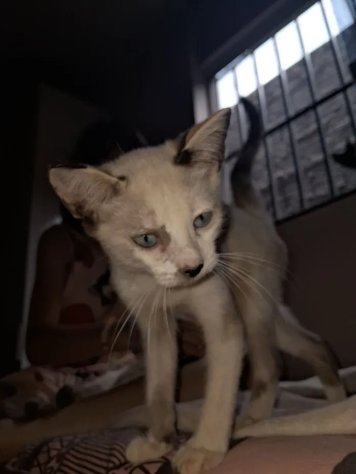 Gato raça SRD-ViraLata idade 2 a 6 meses nome gatinhos ?? 