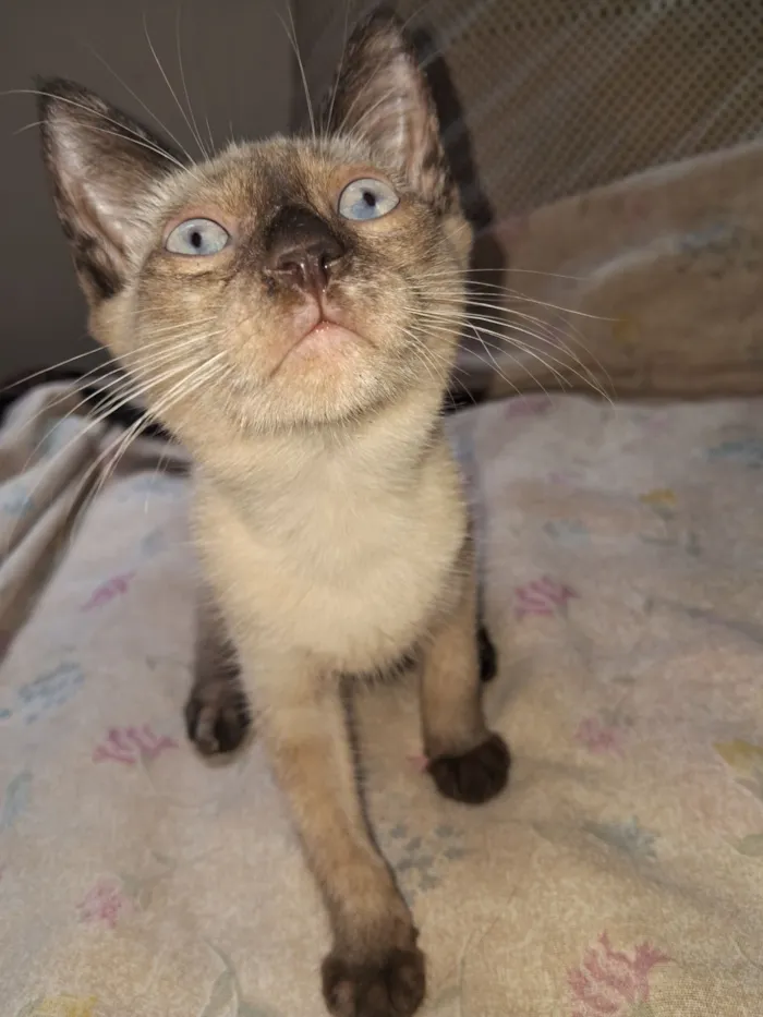 Gato raça SRD-ViraLata idade 2 a 6 meses nome gatinhos ?? 