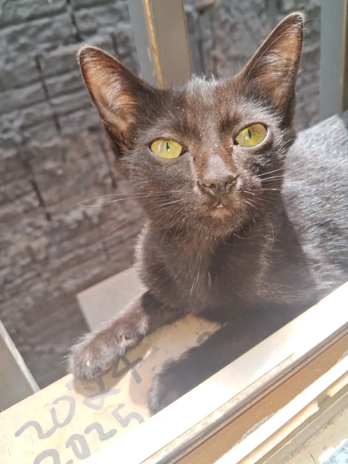 Gato raça SRD-ViraLata idade 2 a 6 meses nome gatinhos ?? 