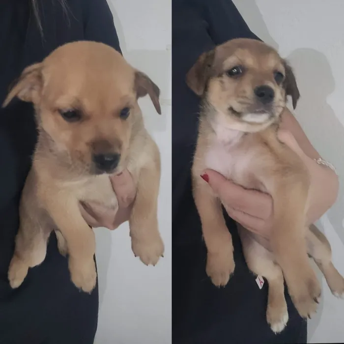 Cachorro raça SRD-ViraLata idade Abaixo de 2 meses nome 3 mocinhas