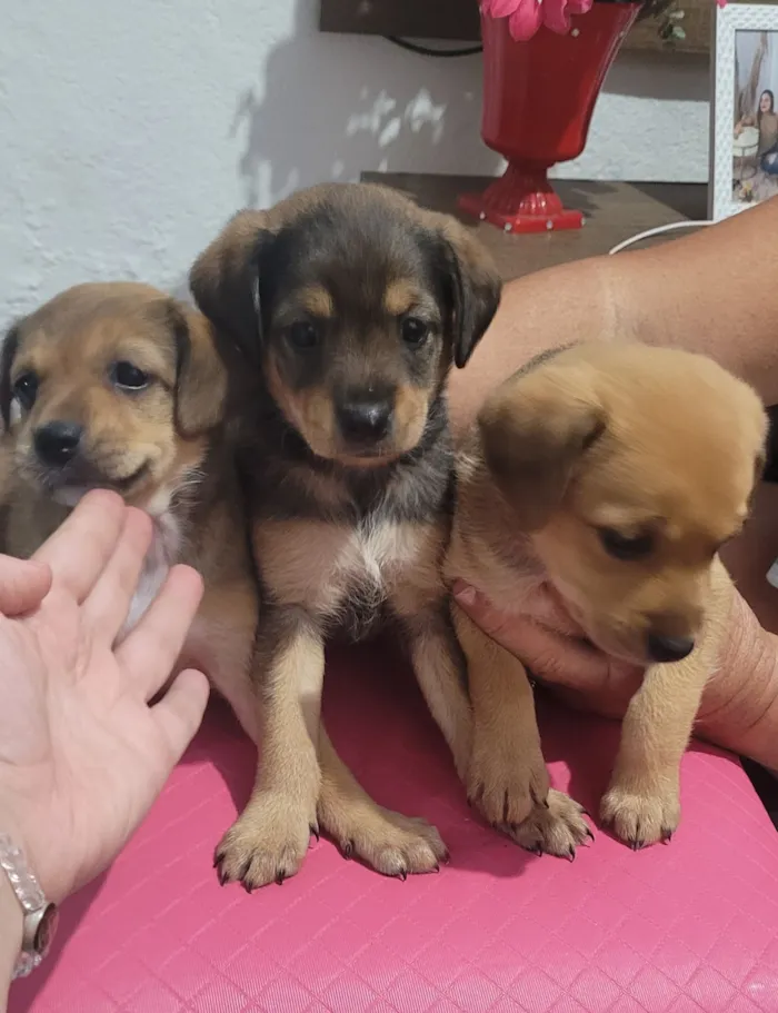 Cachorro raça SRD-ViraLata idade Abaixo de 2 meses nome 3 mocinhas