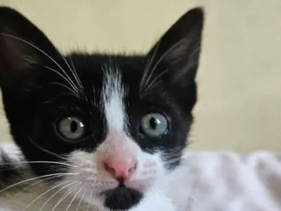 Gato raça SRD-ViraLata idade 2 a 6 meses nome Maria Eduarda