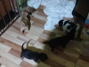 Cachorro raça SRD-ViraLata idade Abaixo de 2 meses nome toto