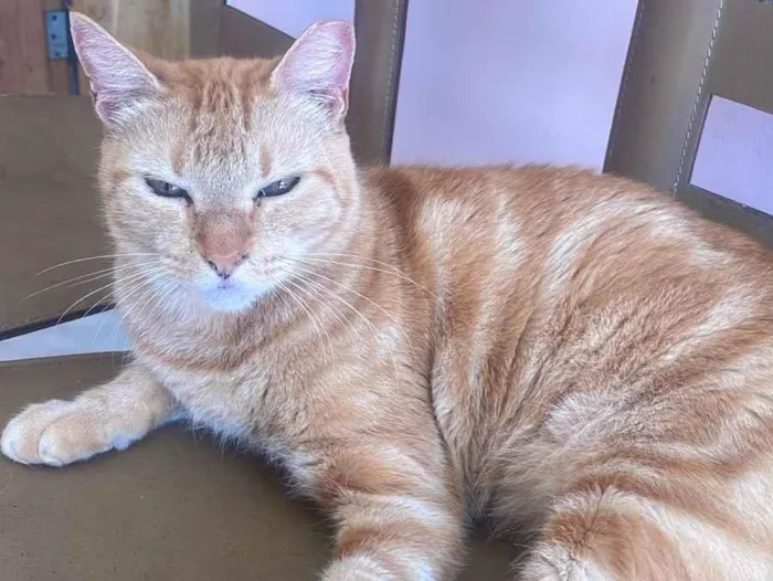 Gato raça SRD-ViraLata idade 2 anos nome Dante