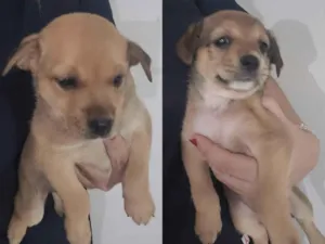 Cachorro raça SRD-ViraLata idade Abaixo de 2 meses nome 3 mocinhas