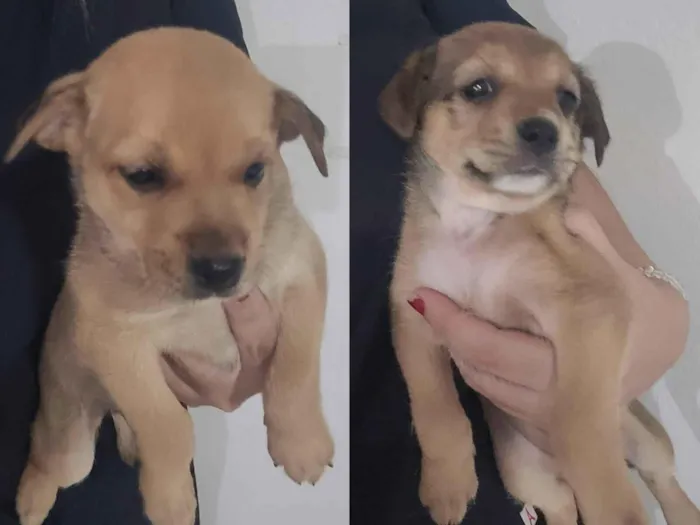 Cachorro raça SRD-ViraLata idade Abaixo de 2 meses nome 3 mocinhas