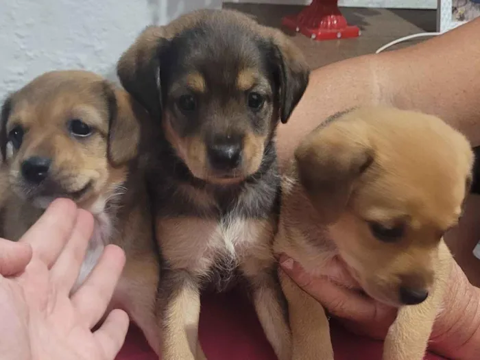 Cachorro raça SRD-ViraLata idade Abaixo de 2 meses nome Meninas 