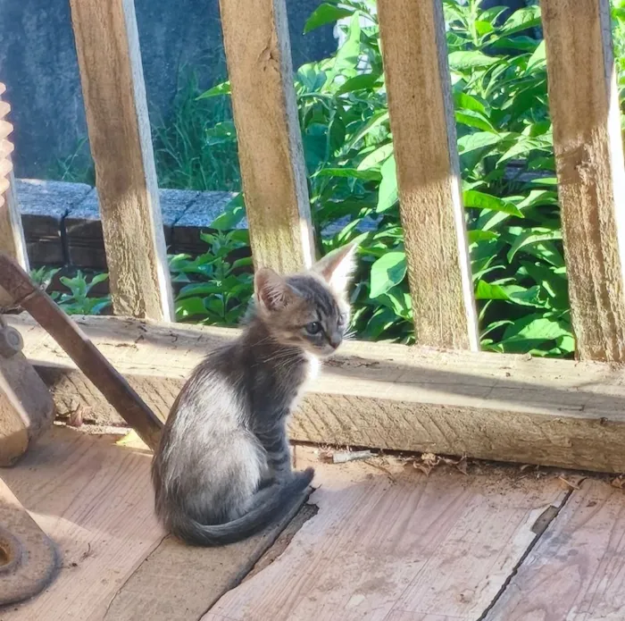 Gato raça SRD-ViraLata idade Abaixo de 2 meses nome mia