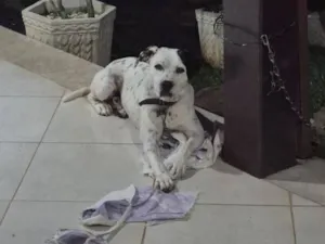 Cachorro raça Dálmata idade 1 ano nome Max