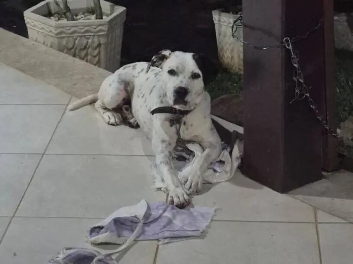 Cachorro raça Dálmata idade 1 ano nome Max