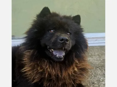 Cachorro raça Chow Chow idade 3 anos nome Junior 