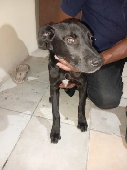 Cachorro raça SRD-ViraLata idade 2 a 6 meses nome Pretinho