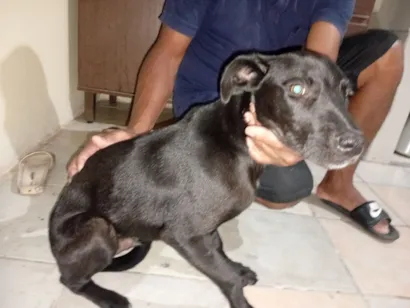 Cachorro raça SRD-ViraLata idade 2 a 6 meses nome Pretinho