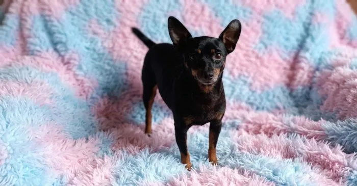 Cachorro raça Pinscher idade 3 anos nome Kiara