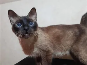 Gato raça Siamês idade 1 ano nome Zoe