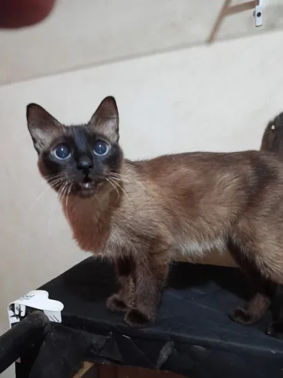 Gato raça Siamês idade 1 ano nome Zoe