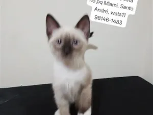 Gato raça SRD-ViraLata idade Abaixo de 2 meses nome Mingau