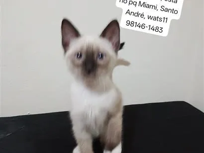 Gato raça SRD-ViraLata idade Abaixo de 2 meses nome Mingau