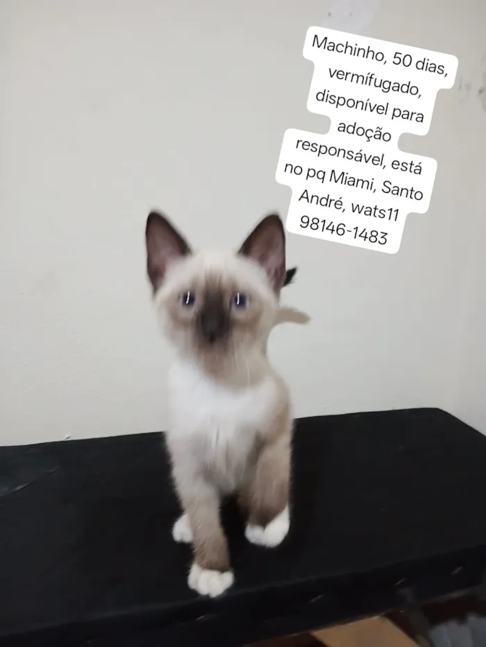 Gato raça SRD-ViraLata idade Abaixo de 2 meses nome Mingau