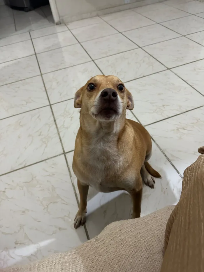 Cachorro raça SRD-ViraLata idade 2 anos nome Dom