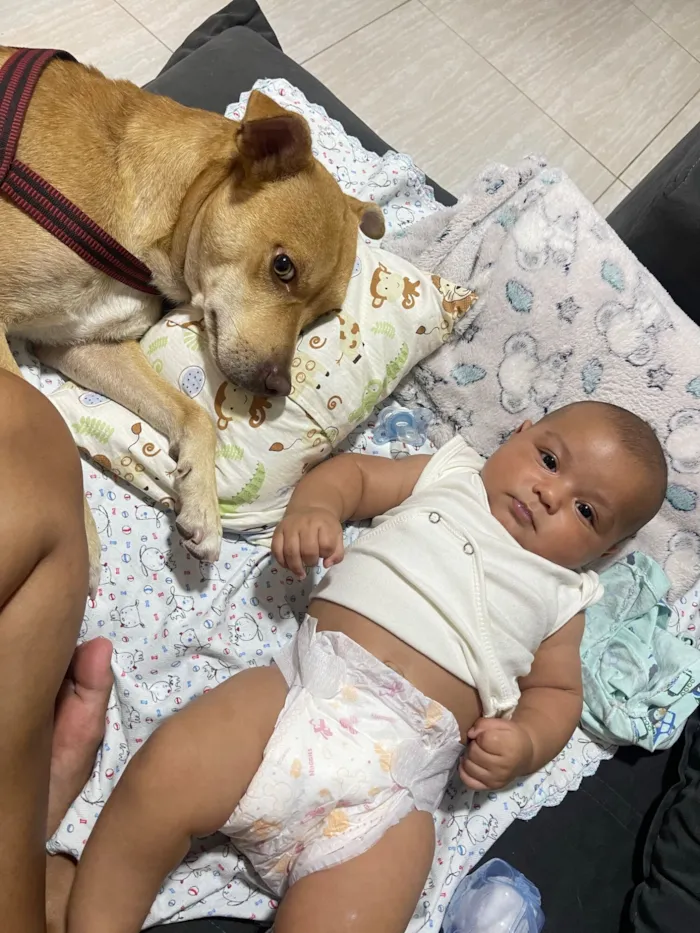 Cachorro raça SRD-ViraLata idade 2 anos nome Dom