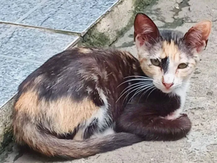 Gato raça SRD-ViraLata idade 2 a 6 meses nome Pintadinha/RJ