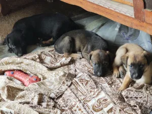 Cachorro raça SRD-ViraLata idade Abaixo de 2 meses nome Filhotes