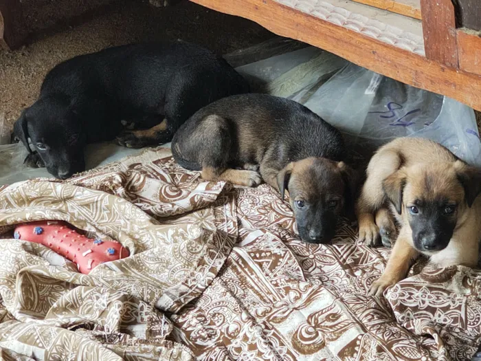 Cachorro raça SRD-ViraLata idade Abaixo de 2 meses nome Filhotes