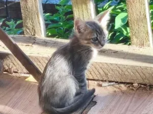 Gato raça SRD-ViraLata idade Abaixo de 2 meses nome mia