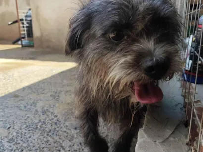 Cachorro raça SRD-ViraLata idade 3 anos nome Fiapo