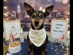 Cachorro raça Pinscher idade 2 anos nome Carlota