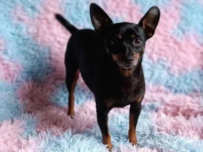 Cachorro raça Pinscher idade 3 anos nome Kiara