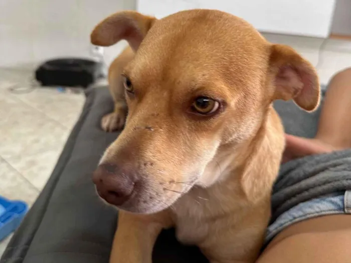 Cachorro raça SRD-ViraLata idade 2 anos nome Dom