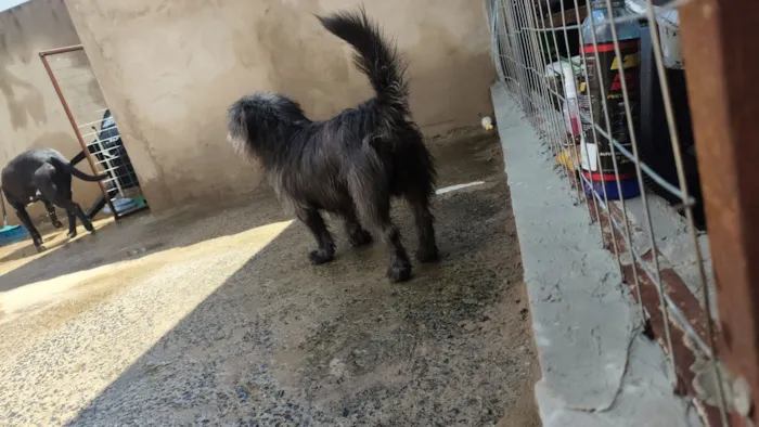 Cachorro raça SRD-ViraLata idade 3 anos nome Fiapo