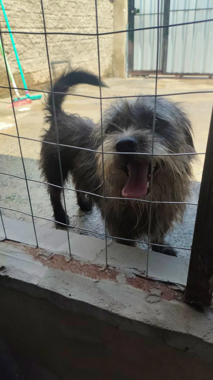 Cachorro raça SRD-ViraLata idade 3 anos nome Fiapo