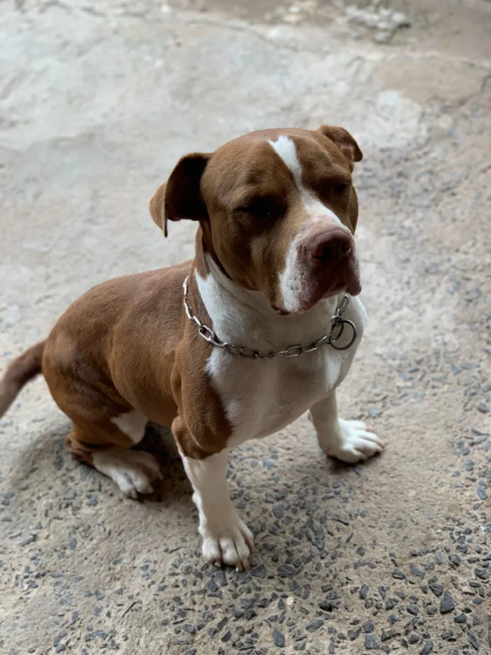 Cachorro raça Pit-Bull idade 6 ou mais anos nome titã