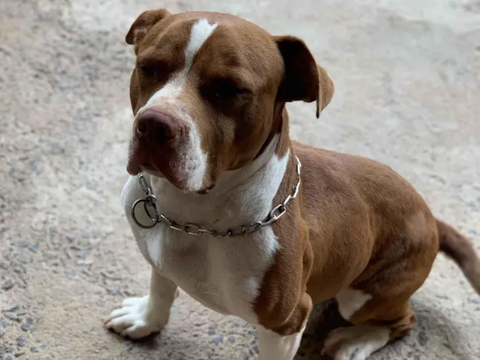Cachorro raça Pit-Bull idade 6 ou mais anos nome titã