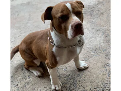 Cachorro raça Pit-Bull idade 6 ou mais anos nome titã