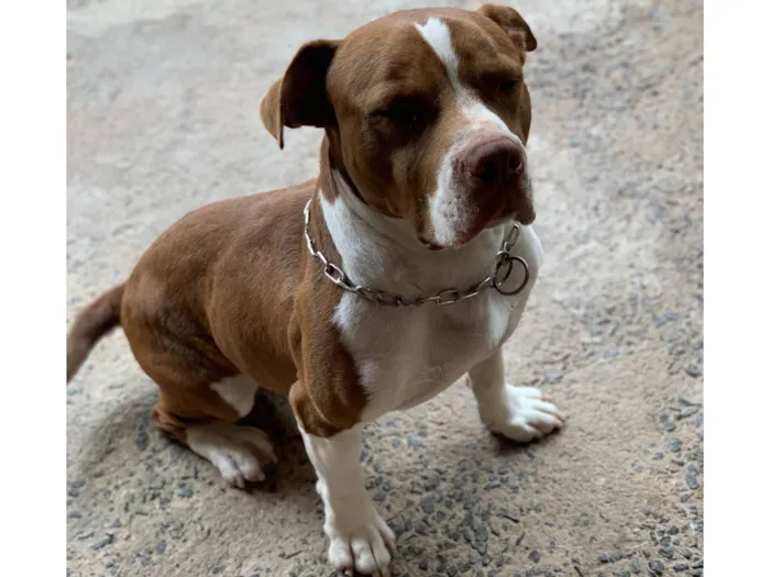 Cachorro raça Pit-Bull idade 6 ou mais anos nome titã