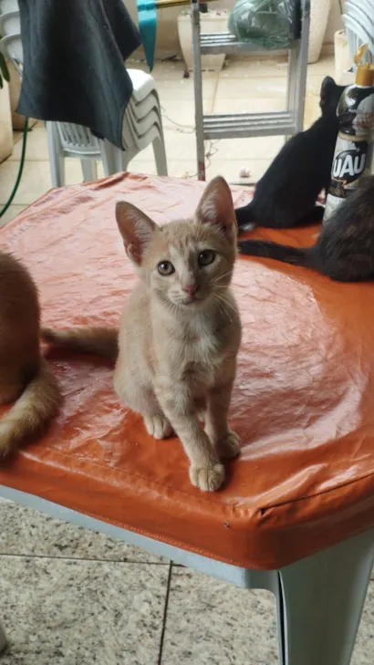 Gato raça SRD-ViraLata idade 2 a 6 meses nome Theo