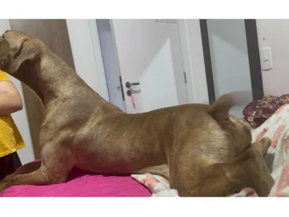 Gato raça Exótico idade 7 a 11 meses nome Layca