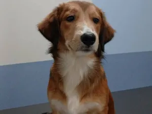 Cachorro raça SRD-ViraLata idade 2 anos nome Thor