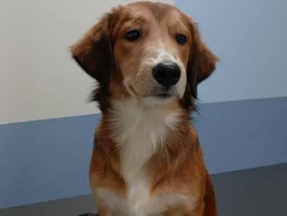 Cachorro raça SRD-ViraLata idade 2 anos nome Thor