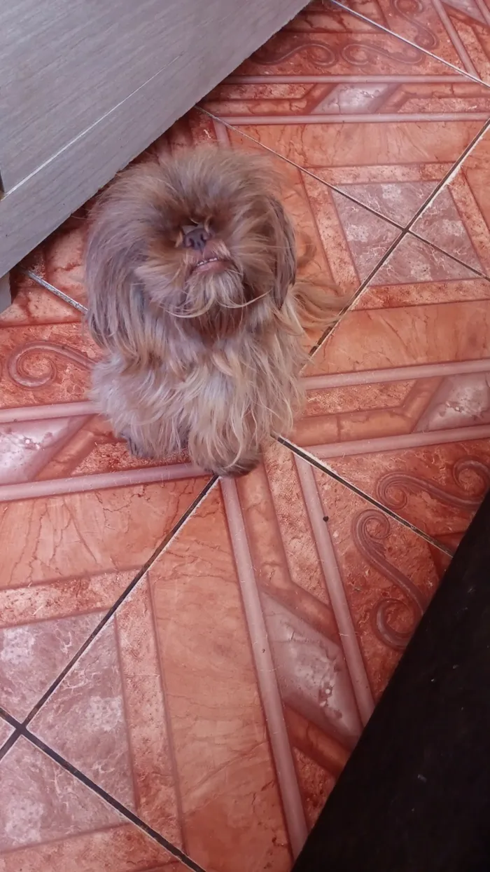 Cachorro raça Shitzu idade 5 anos nome sacha 
