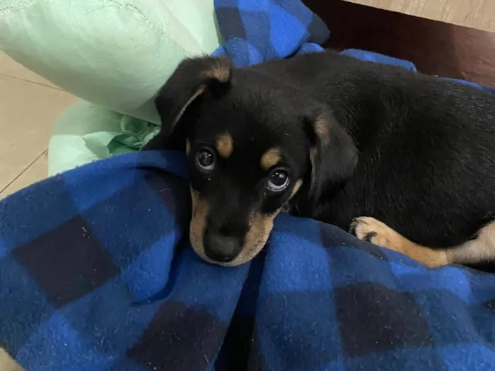 Cachorro raça SRD-ViraLata idade 2 a 6 meses nome Filhote 