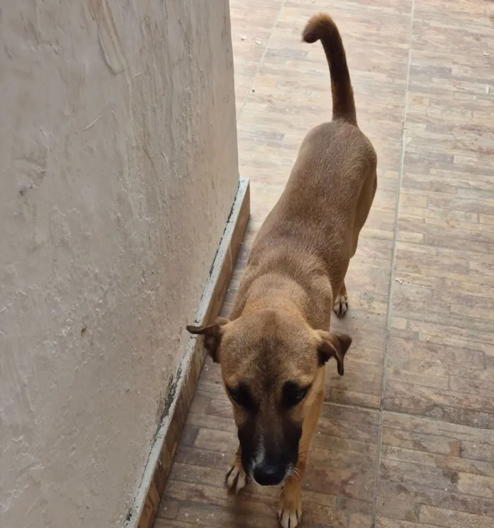 Cachorro raça SRD-ViraLata idade 1 ano nome Duke