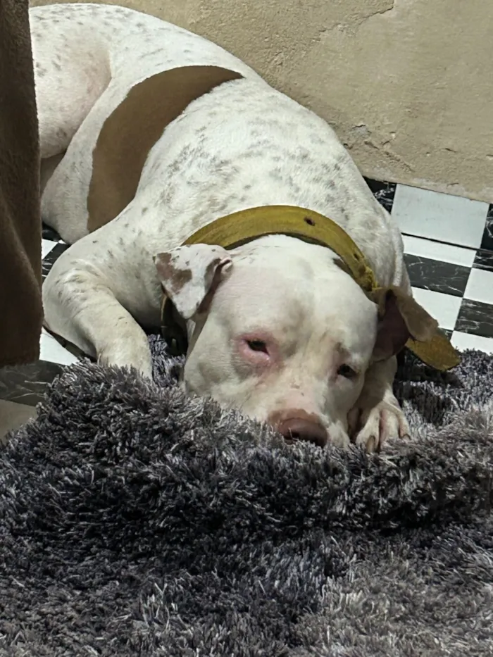 Cachorro raça Pit-Bull idade 3 anos nome Brianna