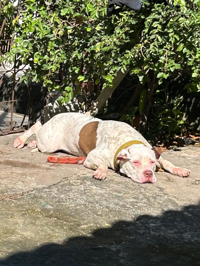 Cachorro raça Pit-Bull idade 3 anos nome Brianna