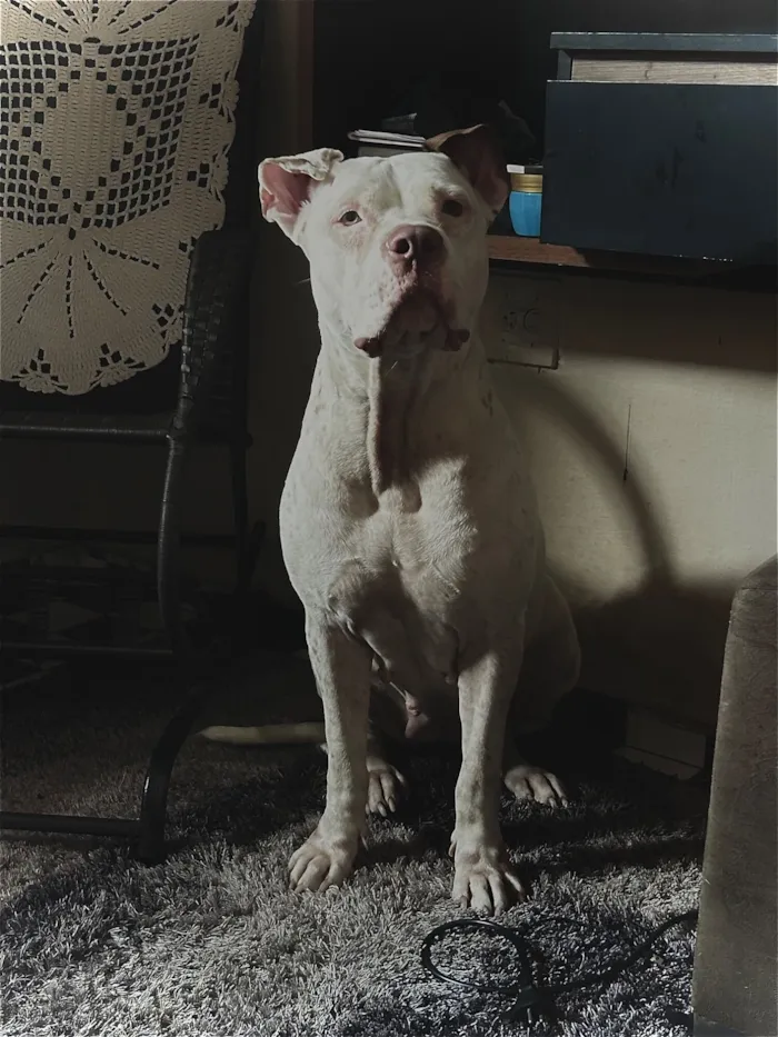 Cachorro raça Pit-Bull idade 3 anos nome Brianna